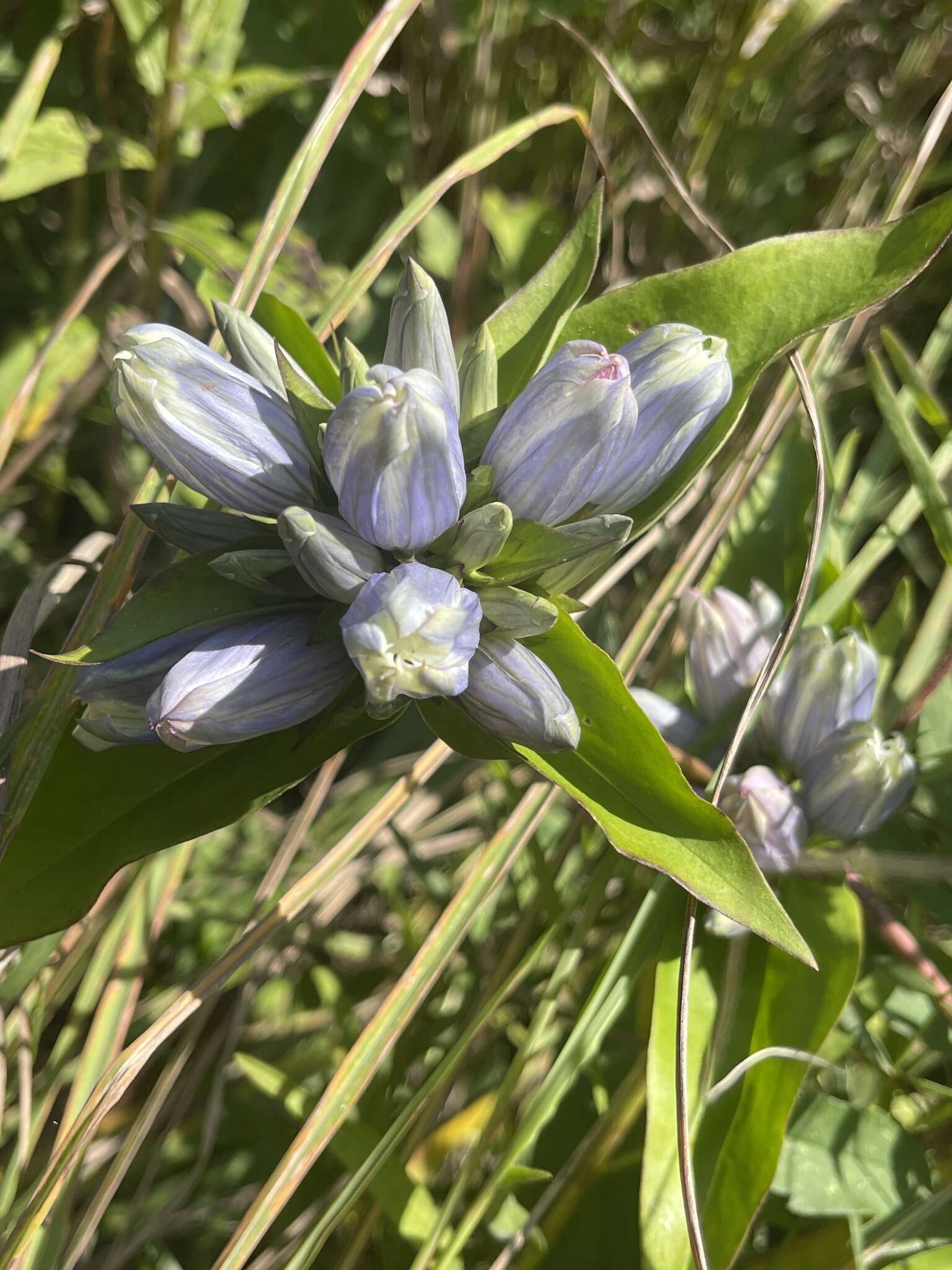 Image of gentian