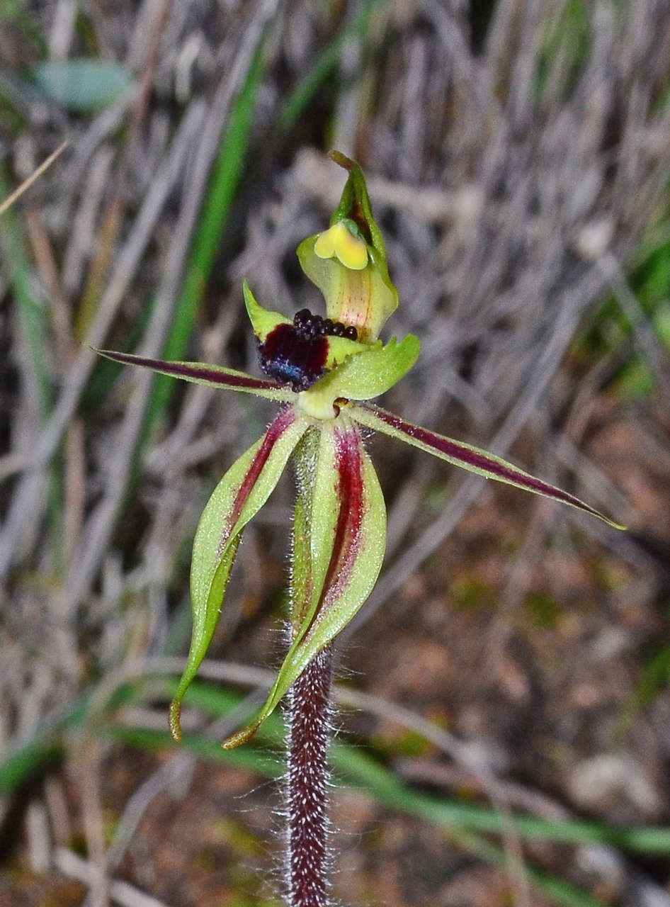 Image of Bow-lip spider orchid