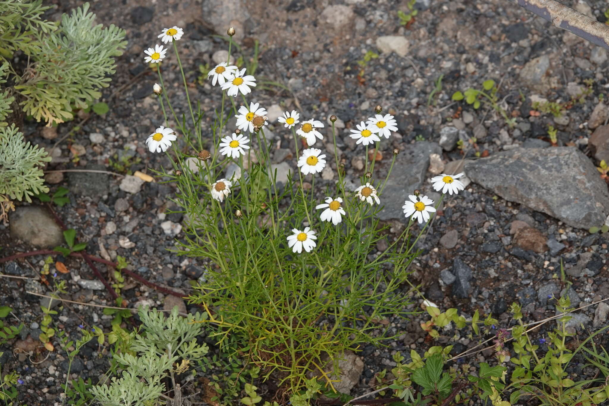 Image of Argyranthemum frutescens subsp. parviflorum (Pit. & Proust.) Humphr.