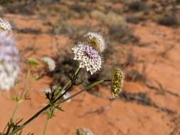 Imagem de Trachymene glaucifolia (F. Müll.) Benth.