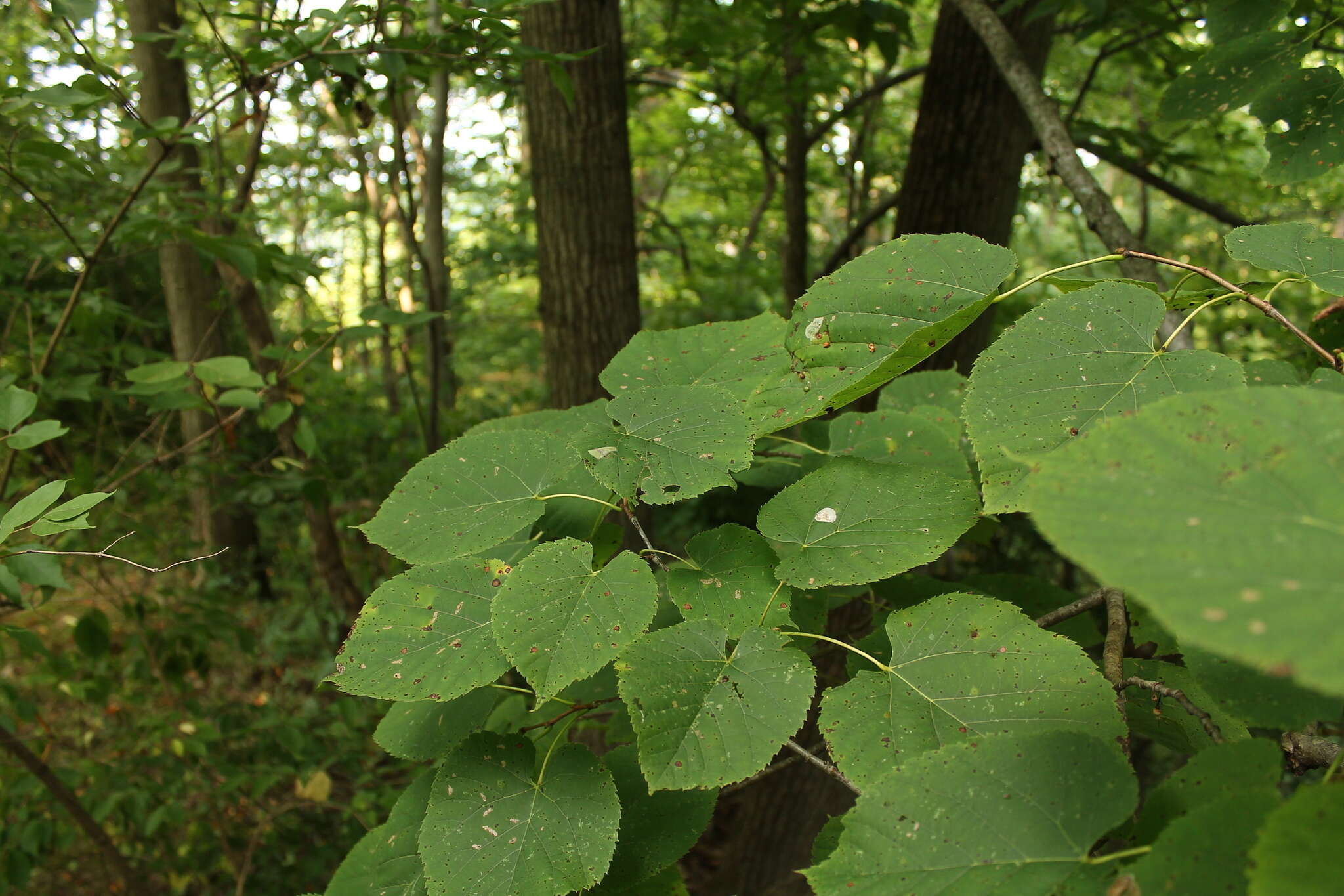 Image of American Basswood