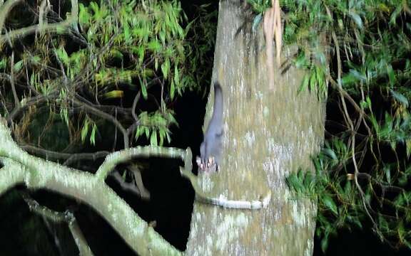 Image of Sugar Glider