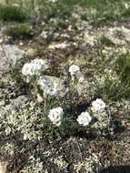 Image of Alyssum tenuifolium Stephan