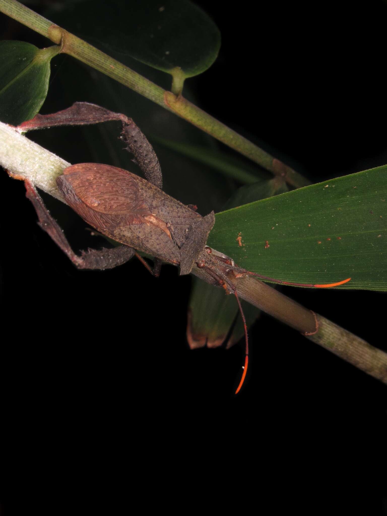 Image of Empedocles luridus Brailovsky & Barrera 1998