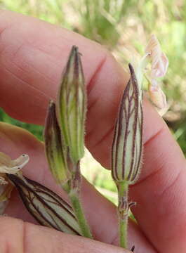 Image of Gunpowder plant