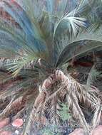 Image of Macrozamia macdonnellii (F. Muell. ex Miq.) A. DC.