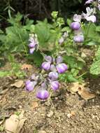 Image de Collinsia bartsiifolia Benth.