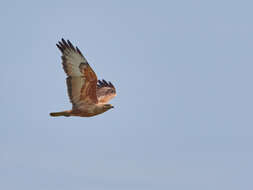 Image of Buteo buteo menetriesi Bogdanov 1879