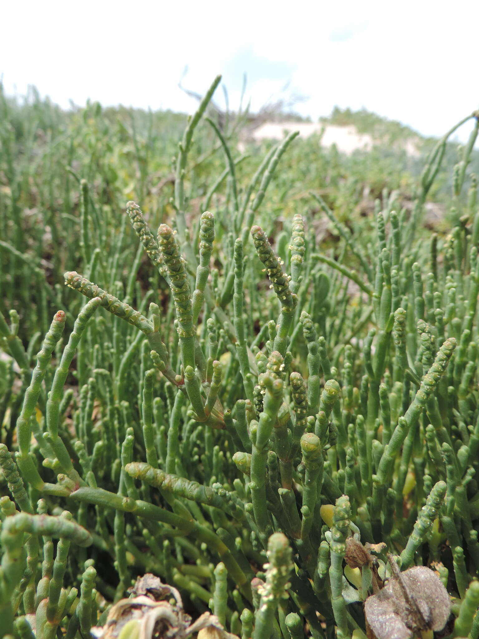 Sivun Salicornia decumbens (Toelken) Piirainen & G. Kadereit kuva