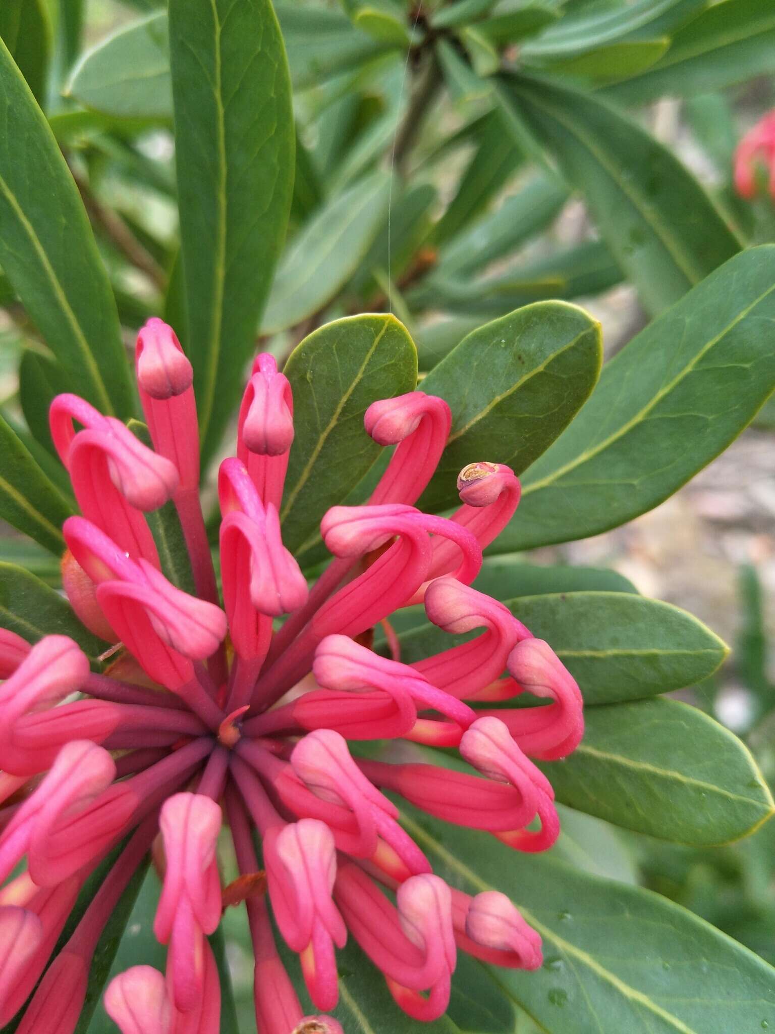 Image of Telopea truncata (Labill.) R. Br.