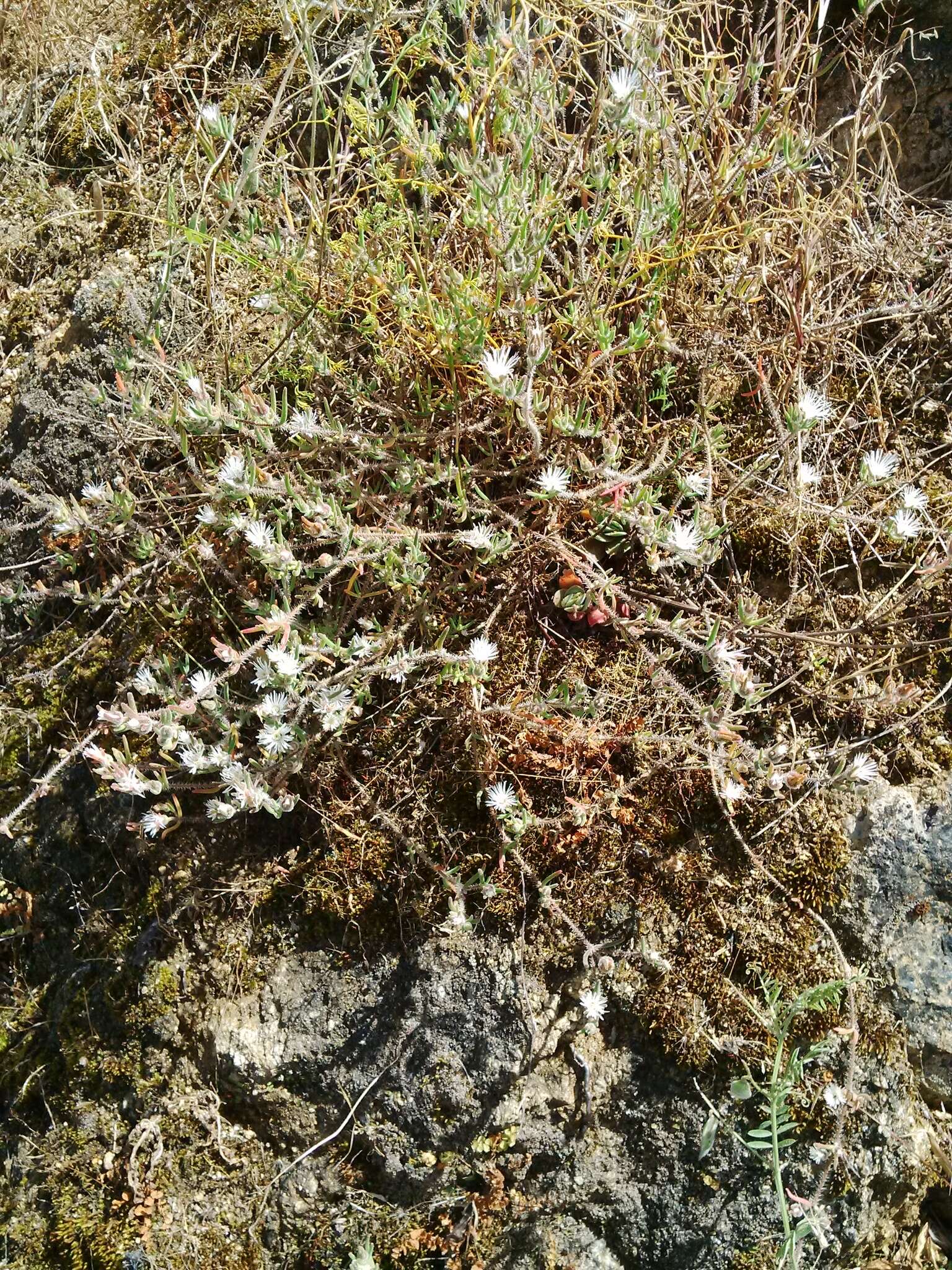 Imagem de Drosanthemum calycinum (Haw.) Schwant.