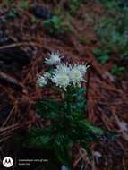 Image of Archibaccharis auriculata (Hemsl.) G. L. Nesom