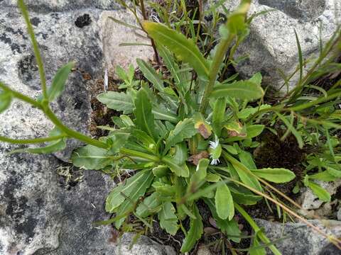 Image of Philadelphia fleabane