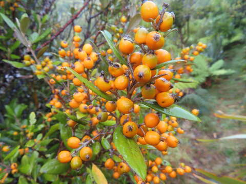 Image of Corokia macrocarpa T. Kirk