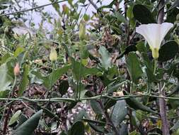 Image of island false bindweed