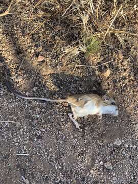 Image of Ord's Kangaroo Rat