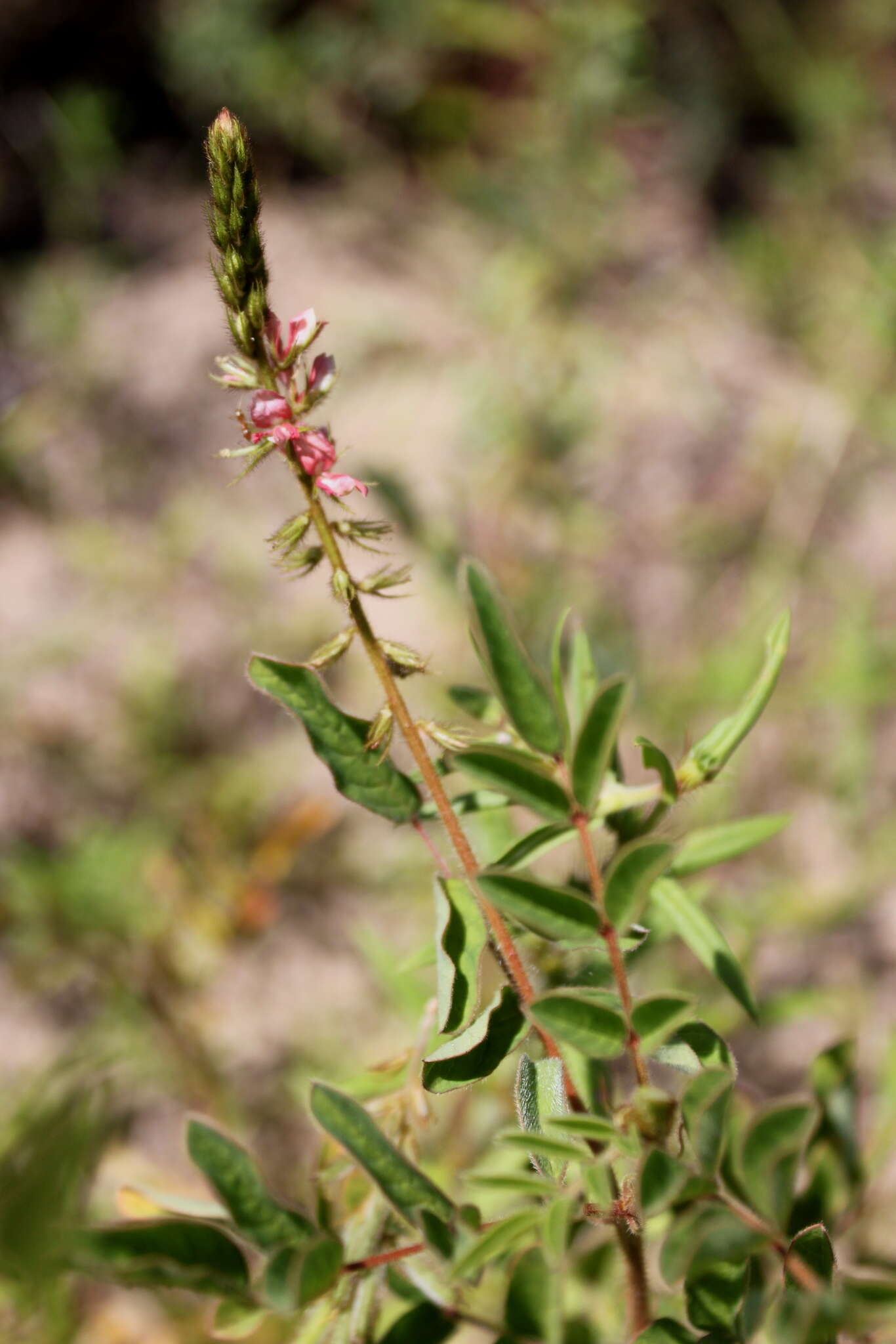 Sivun Indigofera hirsuta L. kuva