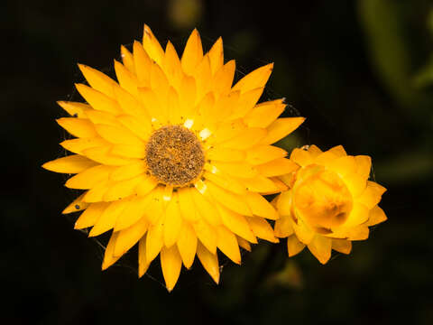 Image of <i>Xerochrysum palustre</i>