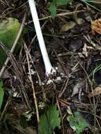 Image of Marasmius strictipes (Peck) Singer 1943