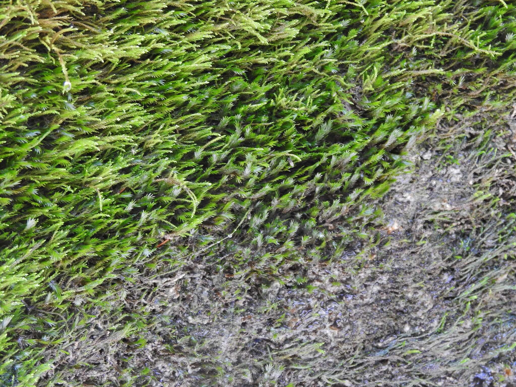 Image of largeleaf fissidens moss