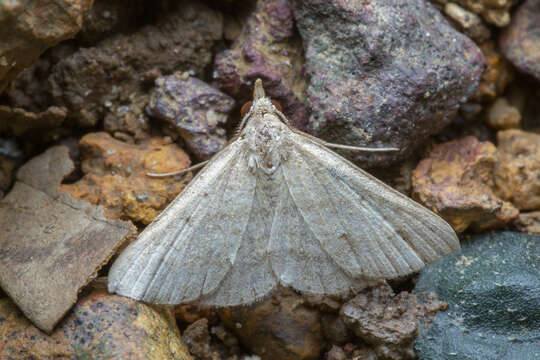 Image of Gesonia obeditalis Walker 1859