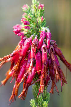 Image of <i>Erica monadelphia</i>