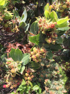 Image of Montara manzanita