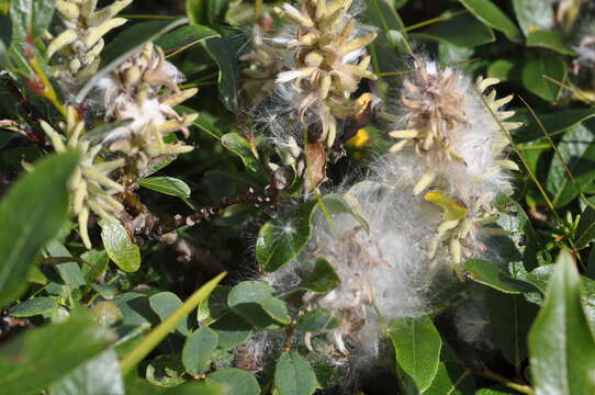 Image de Salix myrsinites L.