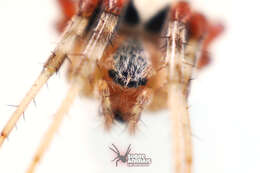 Image of Araneus horizonte Levi 1991