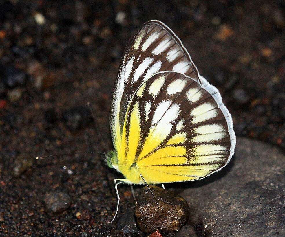 Image of Cepora eperia (Boisduval 1836)