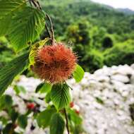Image of Himalayan hazelnut