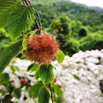 Image of Himalayan hazelnut