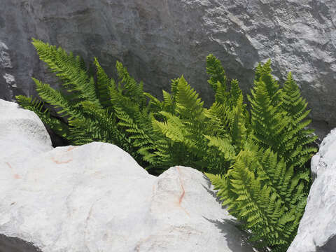 Image of Dryopteris villarii (Bell) Woynar ex Schinz & Thell.