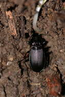 Image of Pterostichus (Platysma) niger (Schaller 1783)