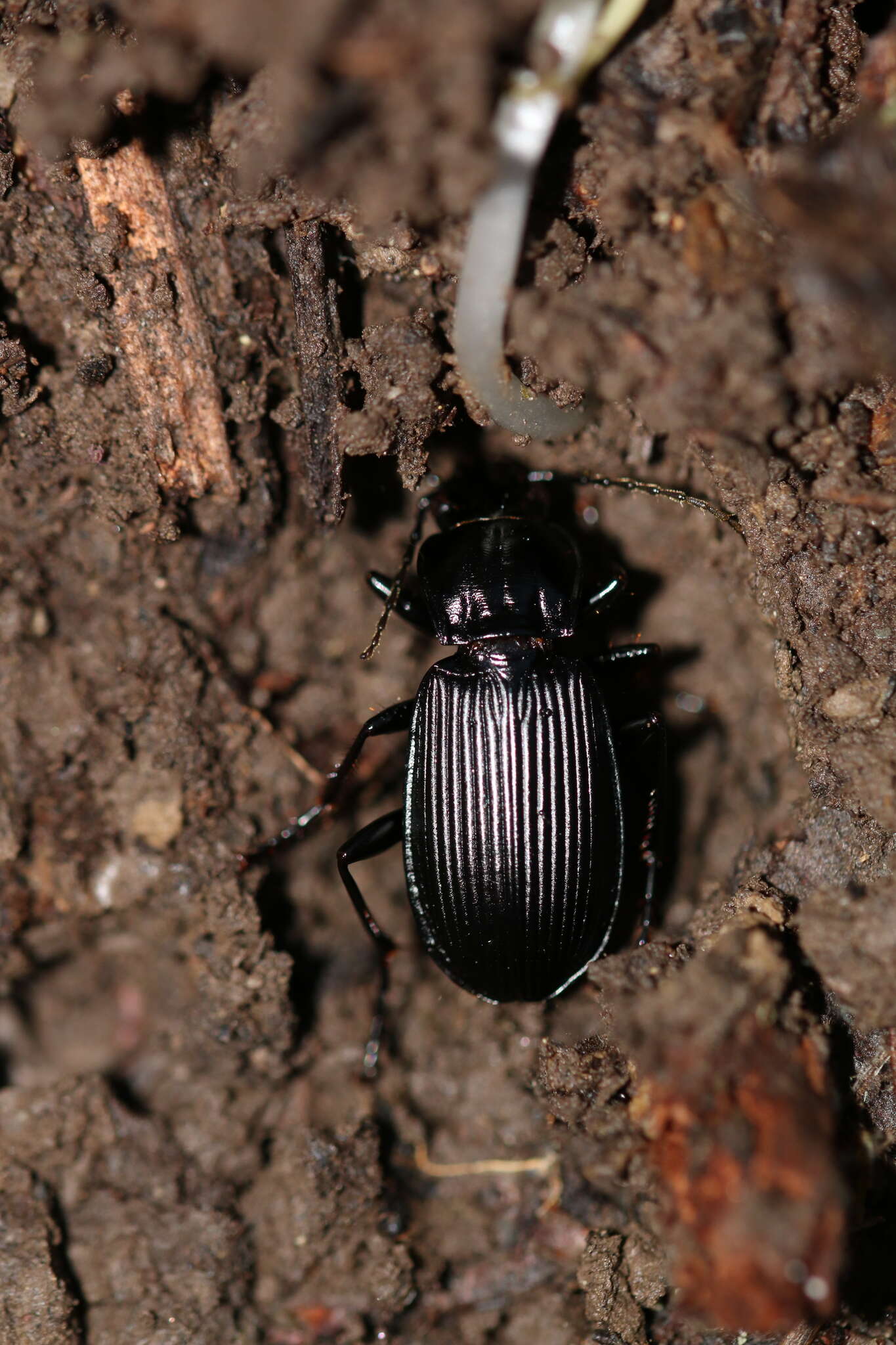 Image of Pterostichus (Platysma) niger (Schaller 1783)