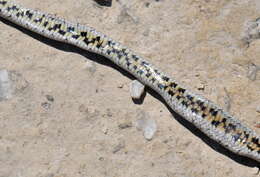 Image of Southern Smooth Snake