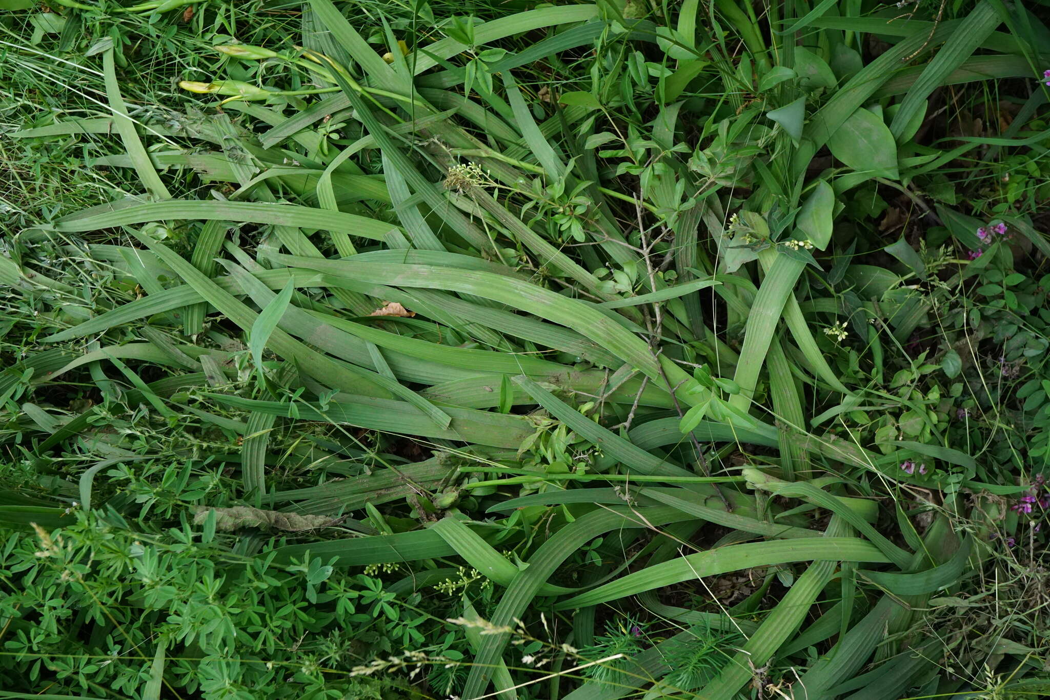 Image of Hungarian iris