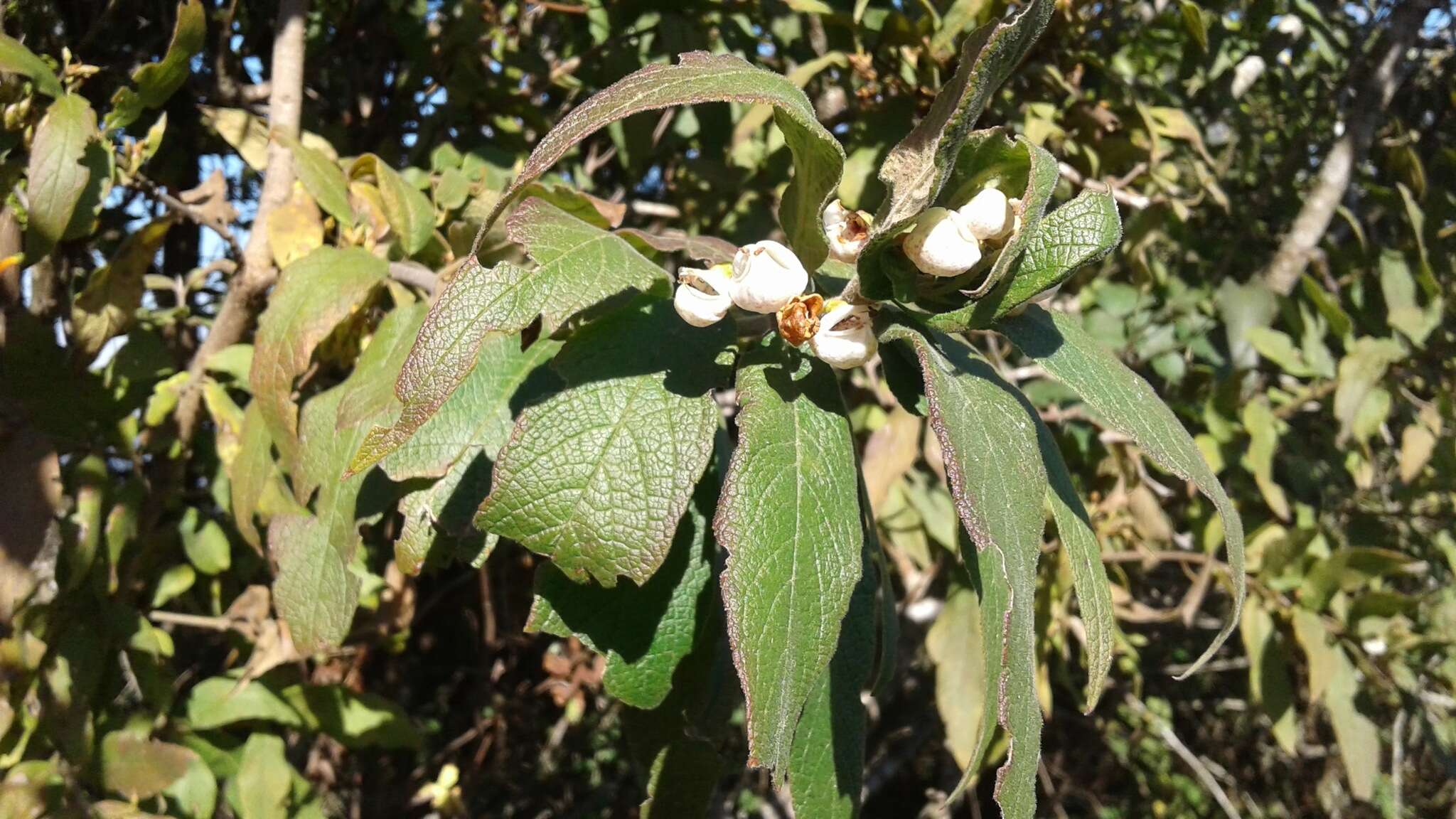 Image of Bowkeria cymosa Mac Owan