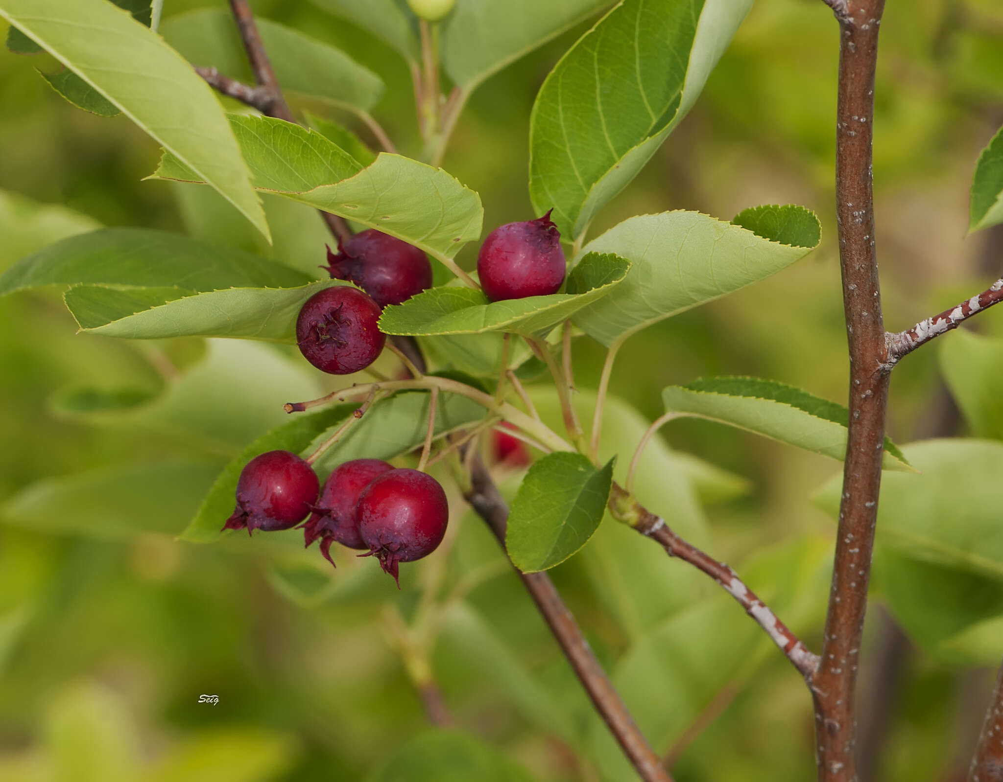 Image of Canadian serviceberry