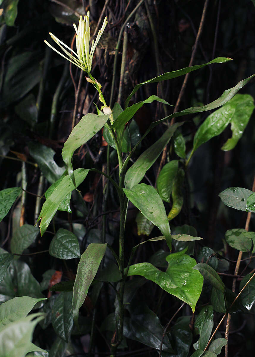 Image de Dracaena sanderiana Mast.