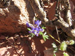 Imagem de Lupinus flavoculatus A. Heller