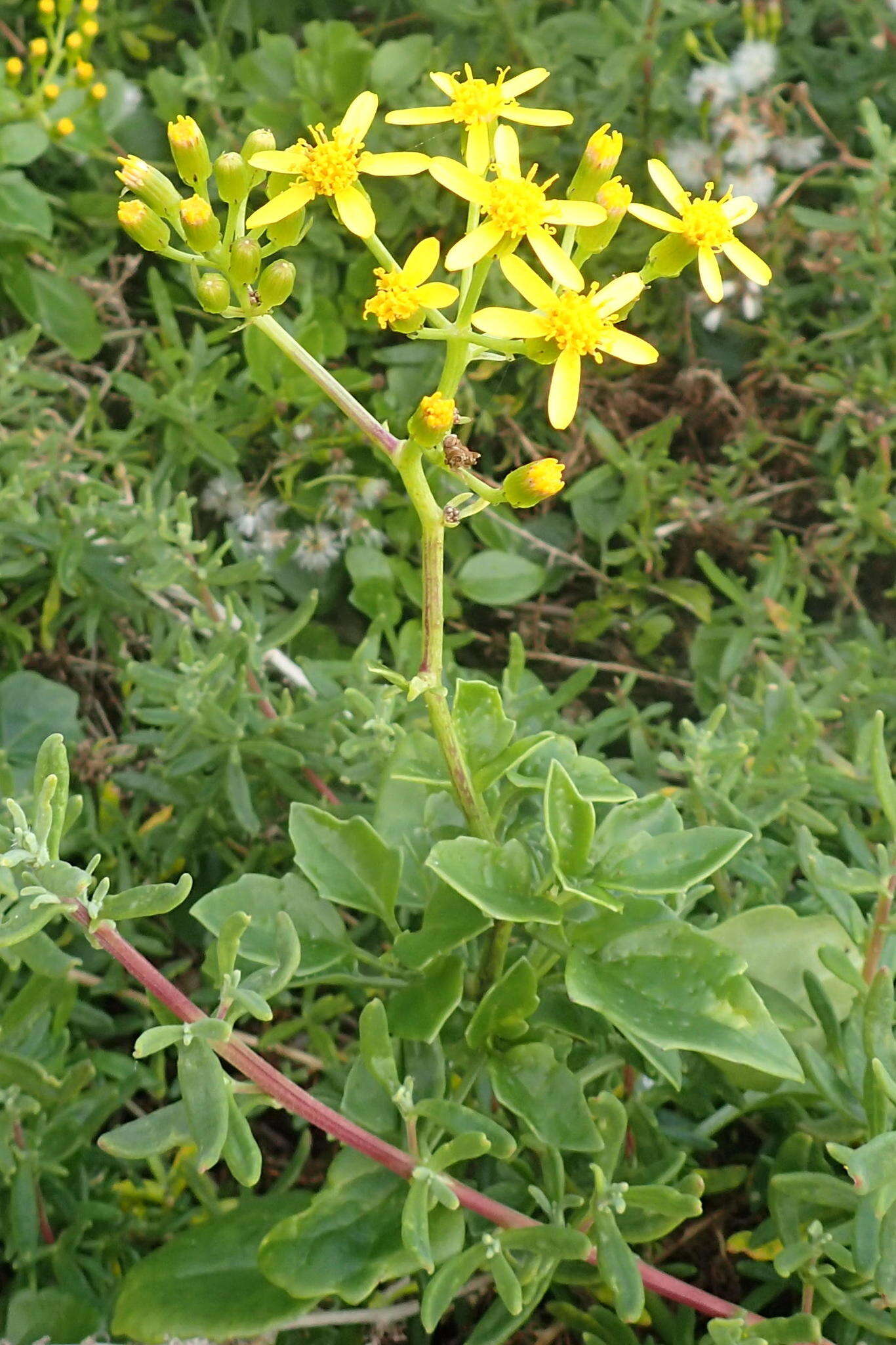 Plancia ëd Senecio angulatus L. fil.