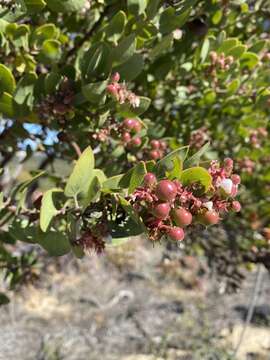 Image of Monterey manzanita