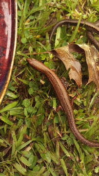 Image of Copper skink