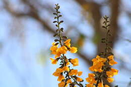 Image of Pterocarpus acapulcensis Rose