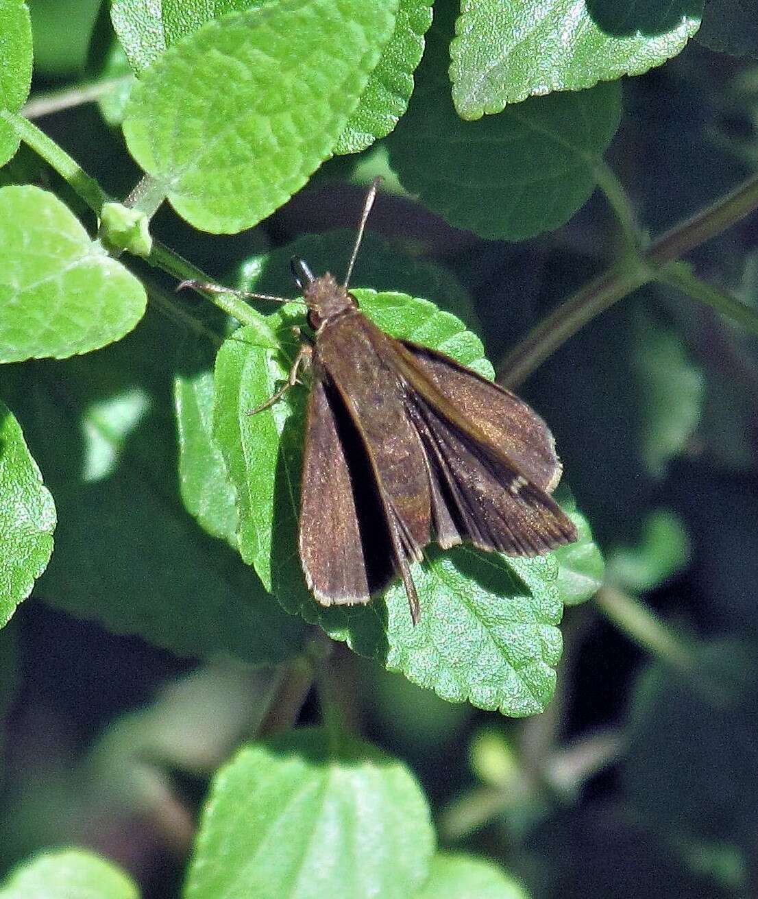 Image de Cymaenes odilia Burmeister 1878