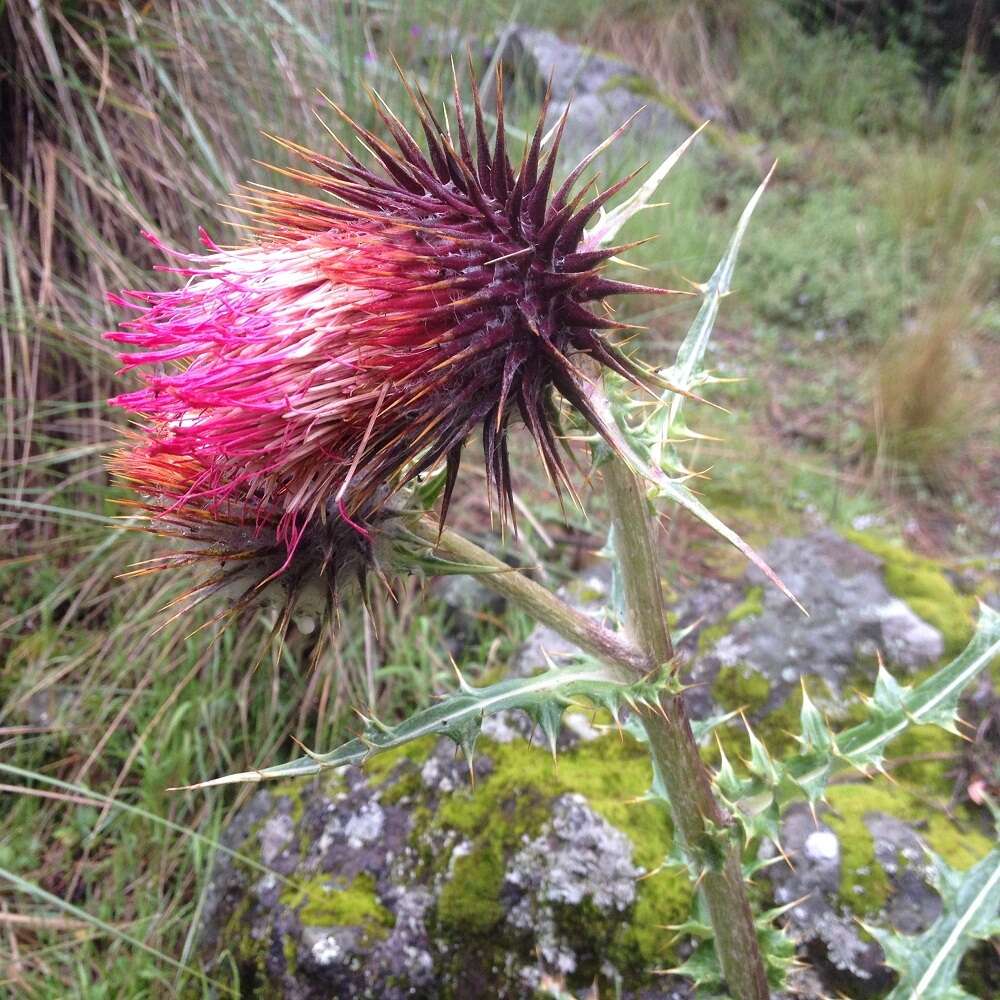 Image of Cirsium ehrenbergii Sch. Bip.