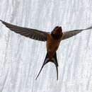 Hirundo rustica tytleri Jerdon 1864的圖片