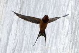 Image of Hirundo rustica tytleri Jerdon 1864