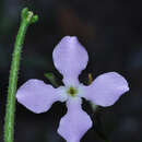 Image of Matthiola lunata DC.